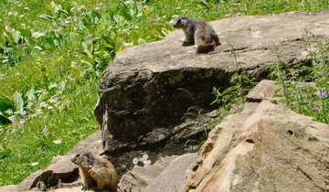 Marmottes Chasseron Marmottes Chasseron