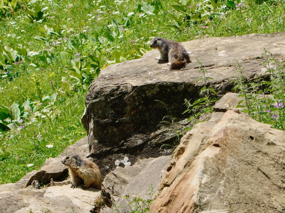 Marmottes Chasseron