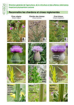 DGAV_identification_chardons Reconnaître les chardons réglementés