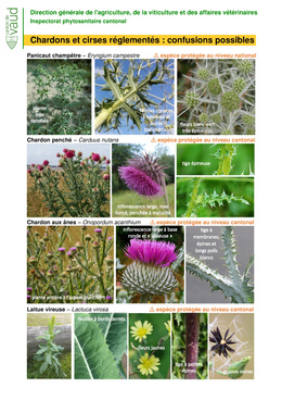 DGAV_confusions_chardons Chardons et cirses réglementés : Confusions possibles